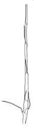 Dicranoloma robustum representative growth form, perichaetium. Drawn from R.P. Buxton 434, CHR 436824, A.J. Fife 8402, CHR 460630, and A.J. Fife 7526, CHR 406908.
 Image: R.C. Wagstaff © Landcare Research 2018 